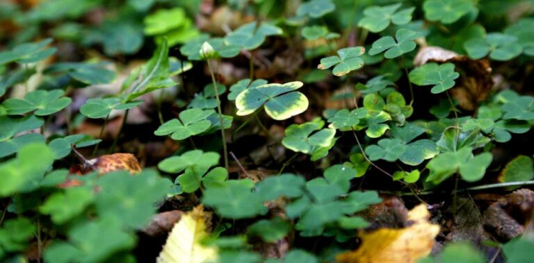 Waldklee 1320x652 1 768x379