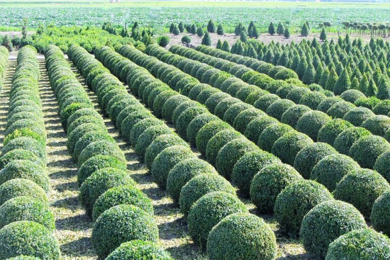 buxus 1609747 960 720 768x511
